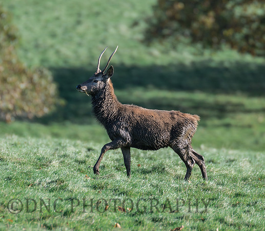 Young Stag