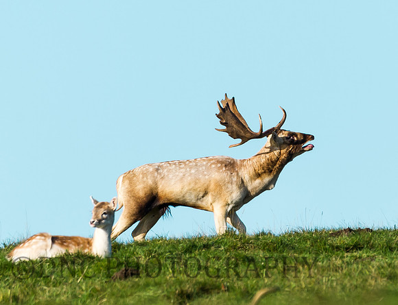 Fallow deer stag and hind