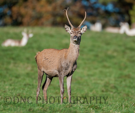 Young Red deer stag
