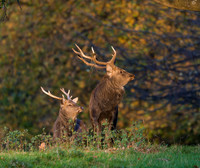Sika deer stags.