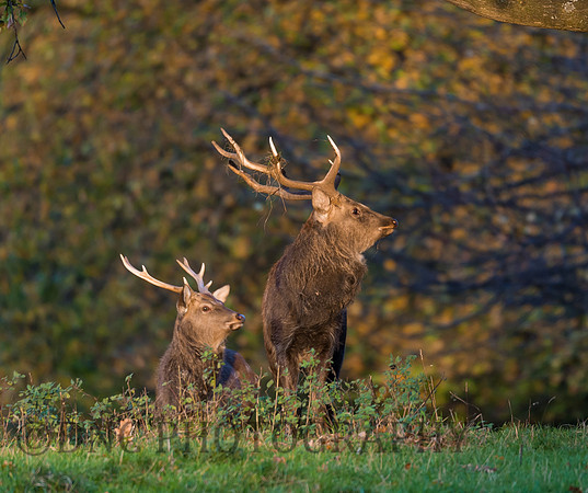 Sika deer stags.