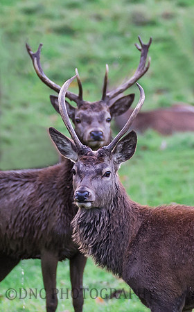 Stags