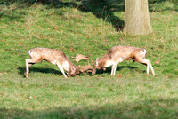 Fallow deer stags rutting