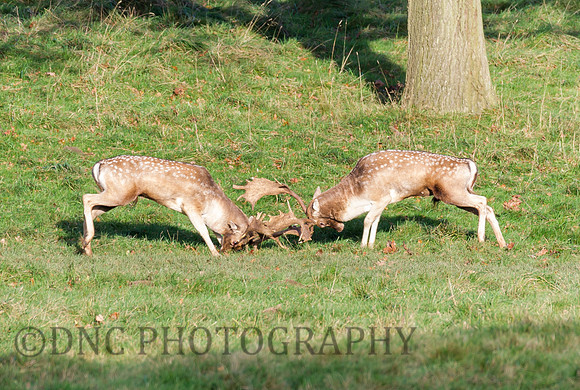 Fallow deer stags rutting