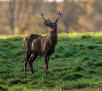 Sika deer stag.