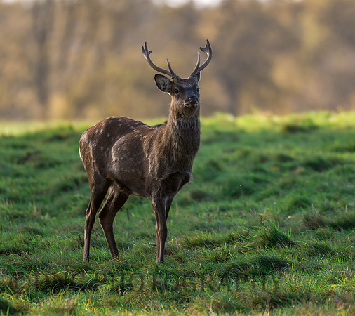 Sika deer stag.