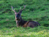 Sika deer stag...