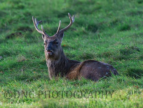 Sika deer stag...