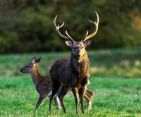 Sika deer stag and hind