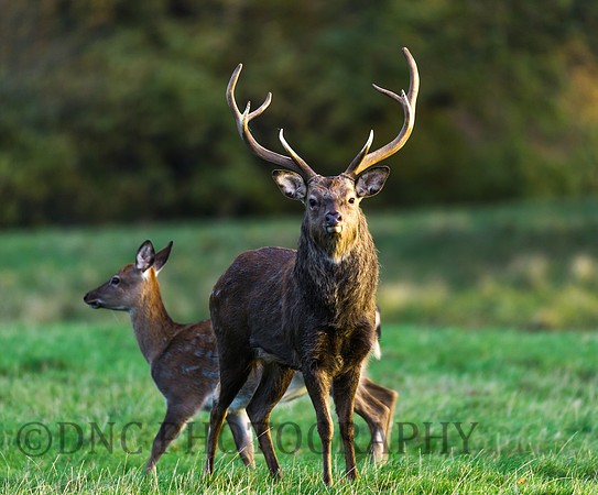 Sika deer stag and hind