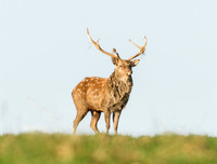 Sika deer stag..