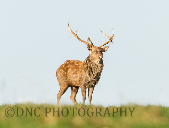 Sika deer stag..