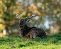 Sika deer stag