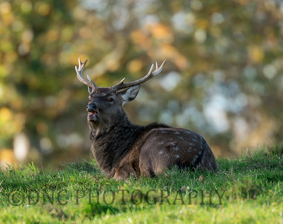 Sika deer stag