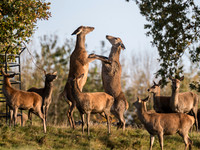 Red deer hinds