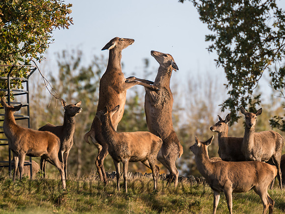 Red deer hinds