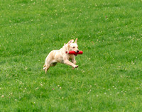 The top dog of the challenge, returns the last retriever the the handler