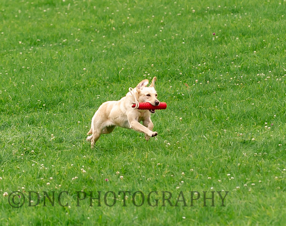 The top dog of the challenge, returns the last retriever the the handler