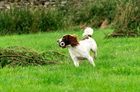 Spaniel on working test