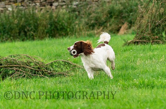 Spaniel on working test