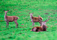 Red Deer Stag with Hinds