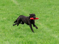 2nd placed dog competes for top dog of the challenge