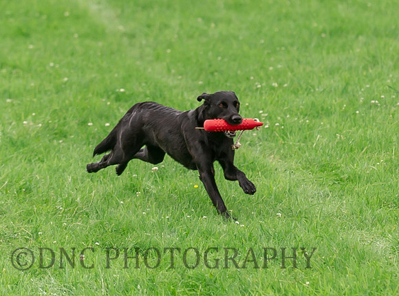 2nd placed dog competes for top dog of the challenge