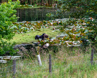 Kirkbourne Gundog Team Challenge
