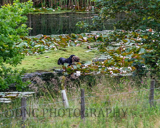 Kirkbourne Gundog Team Challenge