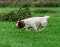 Spaniel on working test.