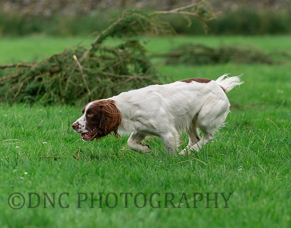 Spaniel on working test.