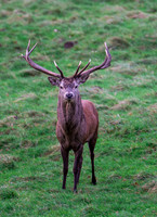 Red Deer Stag