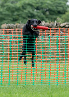Jumping the fence on the scurry