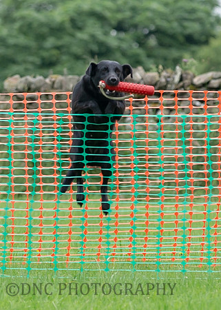 Jumping the fence on the scurry