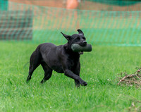 Labrador on the working test