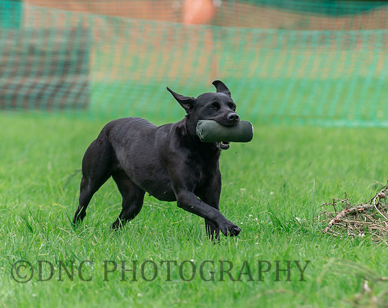 Labrador on the working test