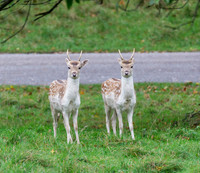 Fallow Deer