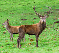Red deer Stag and Hind