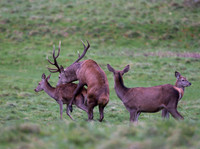 Red Deer Stag & Hind