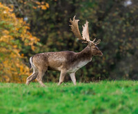 Fallow Deer Stag