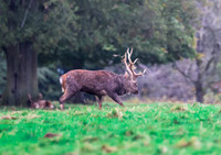 Sika Deer Stag