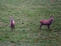 Young Red Deer Stags