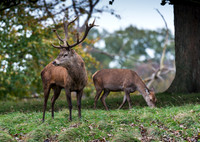 Red Deer Stag and Hind