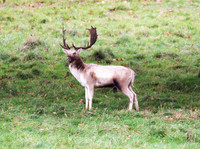 Fallow Deer Stag