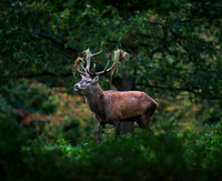 Red Deer Stag