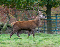 Red Deer Stag