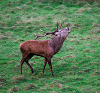 Red Deer Stag