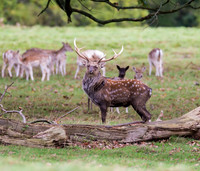 Sika Deer Stag