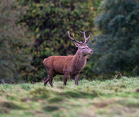Red Deer Stag