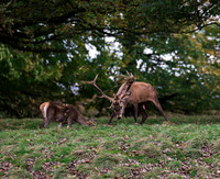 Red Deer Stag & Hind